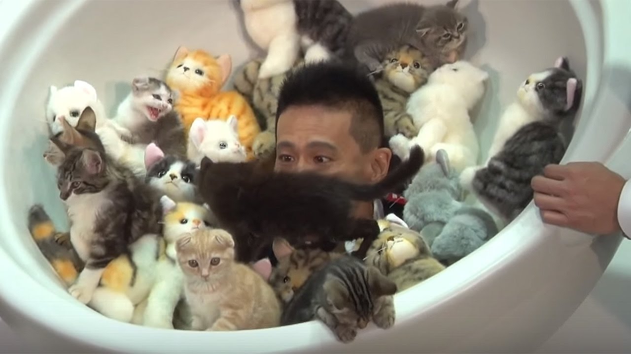 柳沢慎吾 ネコ鍋でネコまみれに ネコ鍋携帯ショップオープン発表会 2 Youtube