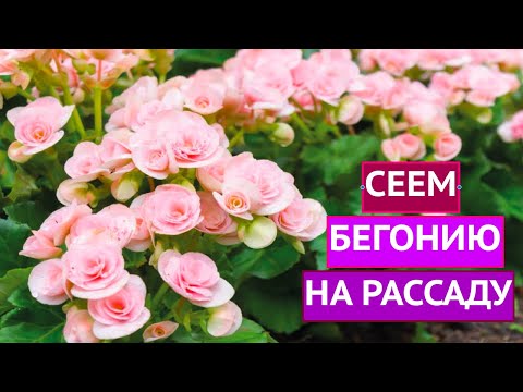 ЛУЧШИЕ СПОСОБЫ ПОСЕВА БЕГОНИИ! ВСХОЖЕСТЬ ГАРАНТИРОВАНА!