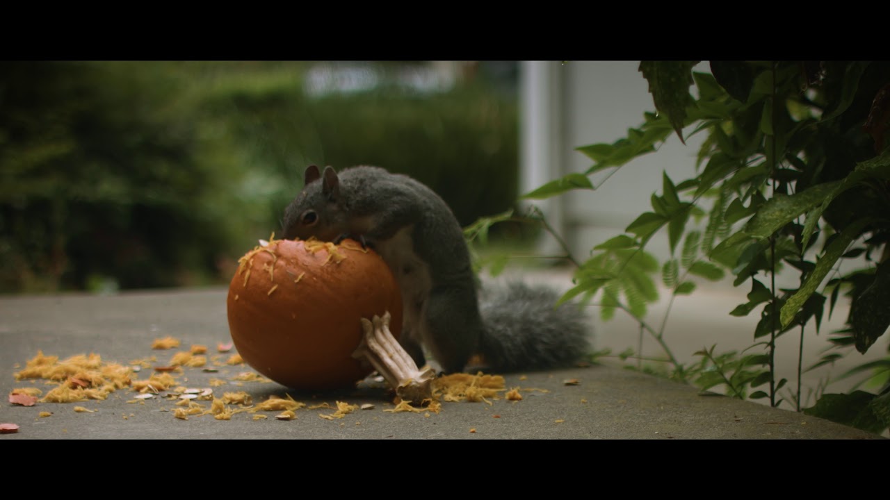 Squirrel Eating Pumpkin YouTube