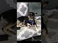 #dingo #dogshorts #dog #shorts