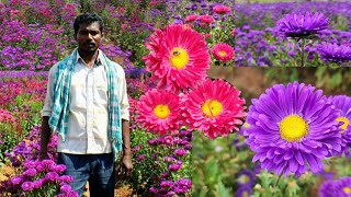 Aster Flower Farming | Buttons Flower Farming | ಬಟನ್ಸ್ ಹೂವಿನ ಕೃಷಿ | ಆಸ್ಟರ್ ಹೂವಿನ ಕೃಷಿ | CHEEGORA