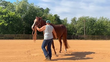 Teaching the green horse how to pivot for showmanship