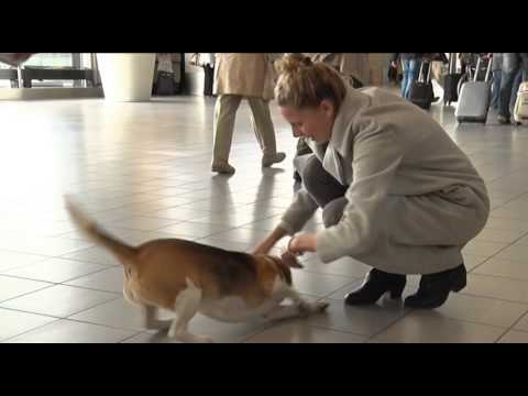 Hond 'Sherlock' wereldberoemd door KLM-spotje