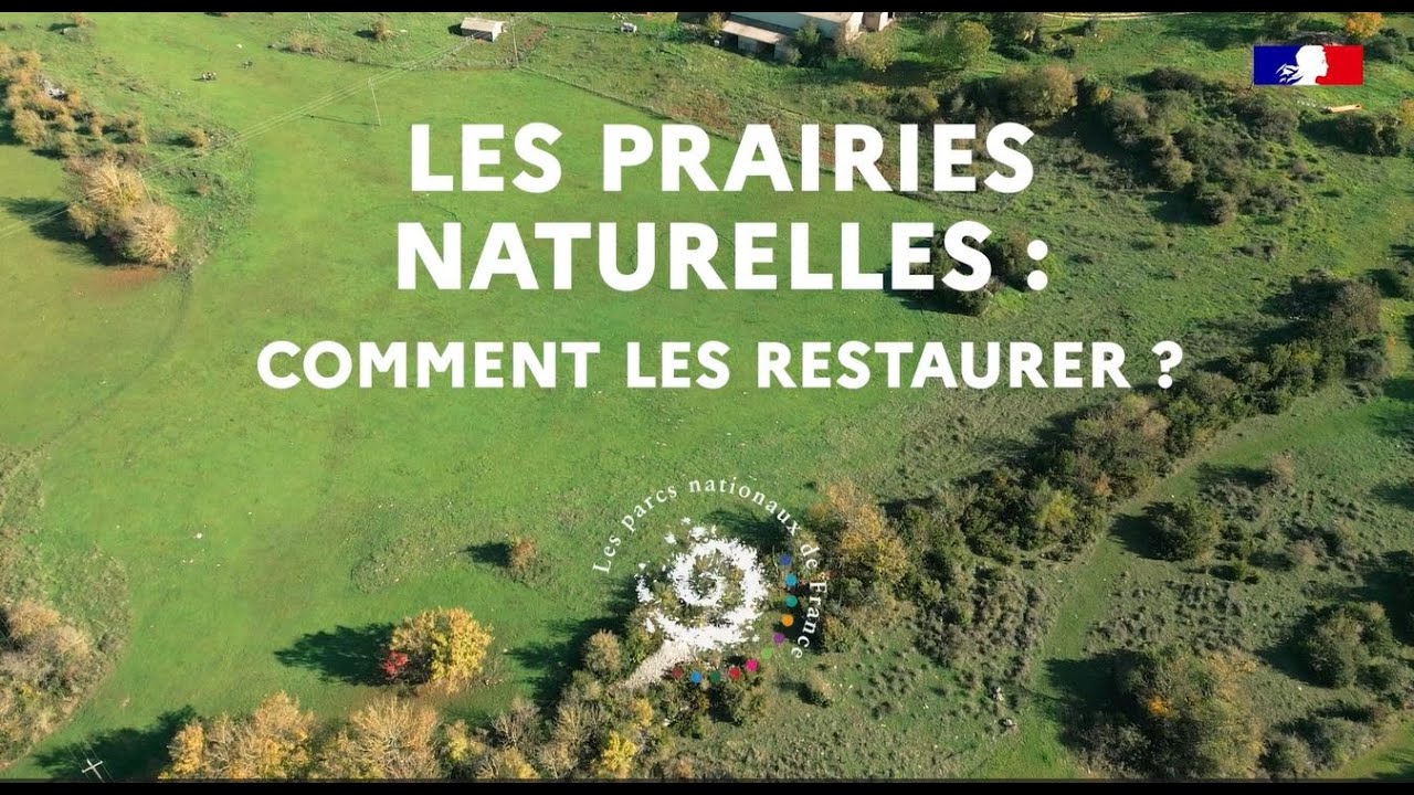 Prairies naturelles : comment les restaurer
