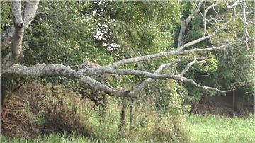 Khoảnh Khắc Báo Đốm Nhảy Xuống Nước Tấn Công Cá Sấu