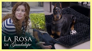 Thumbnail for Paula se enamora a primera vista de ‘Simón’ un perro doberman | La rosa de Guadalupe 1/4 | Todos...