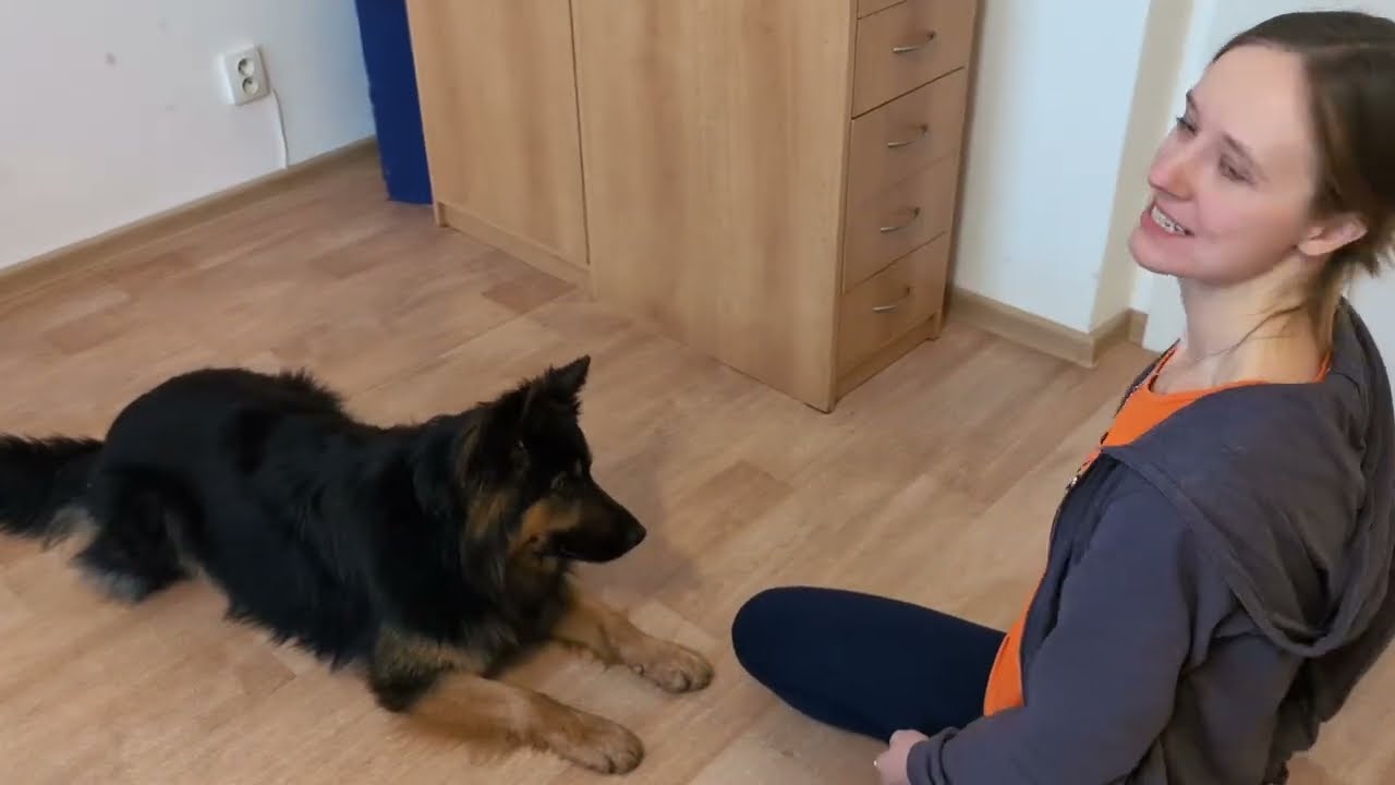 Jak naučit psa pozornost na vás