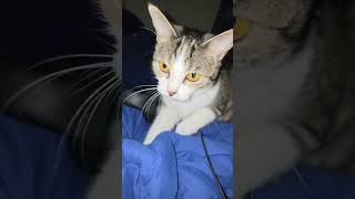 I love Mittens fur  patterns #pleasesubscribe #pleaselike