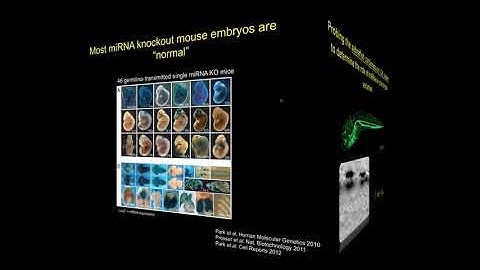 MicroRNA Dependent Regulation of Biomechanical Genes Establishes Tissue Stiffness Homeostasis