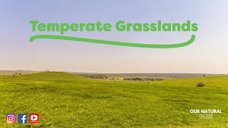 Grasses vs Grazers - Everything you need to know about Temperate Grasslands!