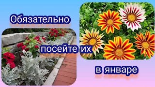 картинка: Начинаю посевную 2024. Первые на очереди гацания и цинерария приморская. Грунт, ёмкости посев.