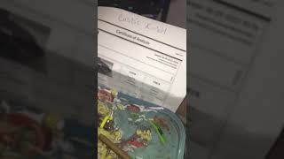 Part 2 costic🥊🚨 kush :Sammy’s CBD