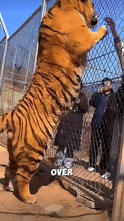 Siberian Tigers: Nature’s Fluffy Tanks