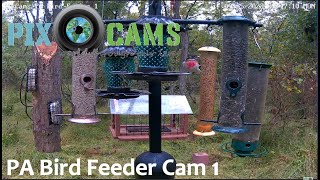 PixCams.com PA Bird Feeder 1 Live Stream - Goldfinches and Bluebirds!