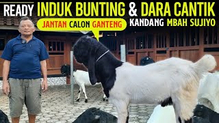 BIBIT Kambing PE KALIGESING Breeder SENIOR !!! Kambing Kaligesing Mbha Sujiyo.