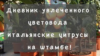 Цитрусовые на штамбе. Мандарины, апельсины, лимоны и многое другое!