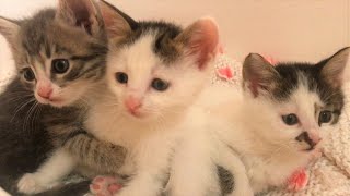 Kardeş Yavru Kediler Birbirini Çok Seviyor 💕 Baby Cats - Cute and Funny Baby Cat Videos | KEDİO