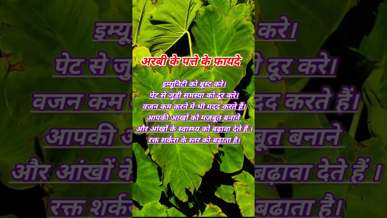 अरबी के पत्ते के फायदे | अरबी के पत्तों का फायदा