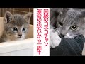 因縁のスーパーコネコチャン、麗しき姫となる　The destiny kitten,one year later