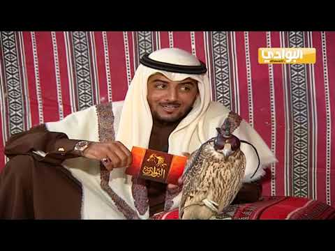 تفريخ الصقور الفرق بين الأنثى والذكر في الصقور الصقار بدر محارب المطيري