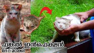 ഫങ്കസിൽ നിന്നും  പൂച്ചുവിനെ സുന്ദരനാക്കി  | Cat Fungal Infection Treatment Malayalam