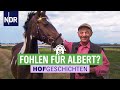 Tierarzt bei Alberts Pferden | Hofgeschichten (151) | NDR auf’m Land