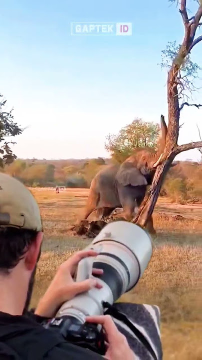 MOMEN LUAR BIASA KETIKA SEORANG PRIA MELIHAT SEEKOR GAJAH MEROBOHKAN POHON #animals #foryou
