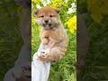 豆柴ドンくん生後48日目🌼初めての春🌼#shorts