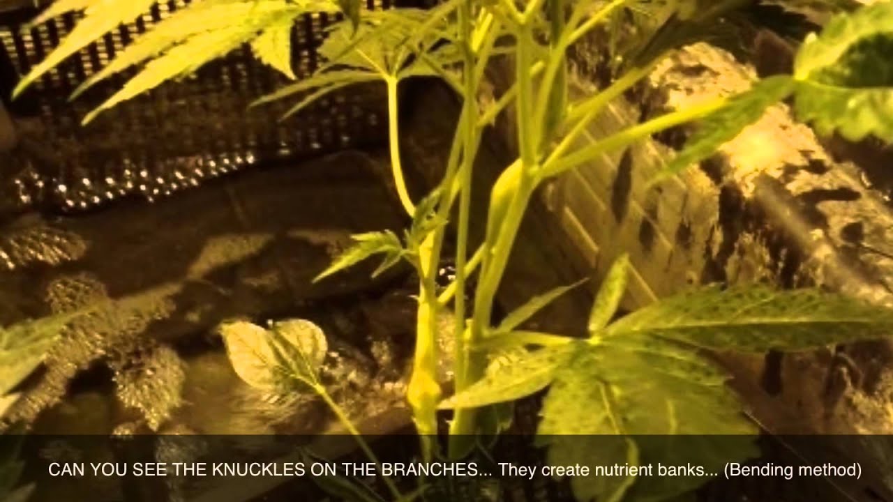 FARRAKAHN OG PART 1 GROW ROOM ( Bending Method Hydro Table)