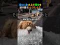 冷たい氷の上で幸せを分け合うレトリバーたち #犬のいる暮らし #癒し #可愛い