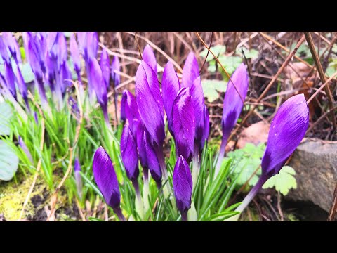 Late start to the gardening year