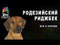 Родезийский риджбек - Все о породе собаки | Собака породы - Родезийский риджбек