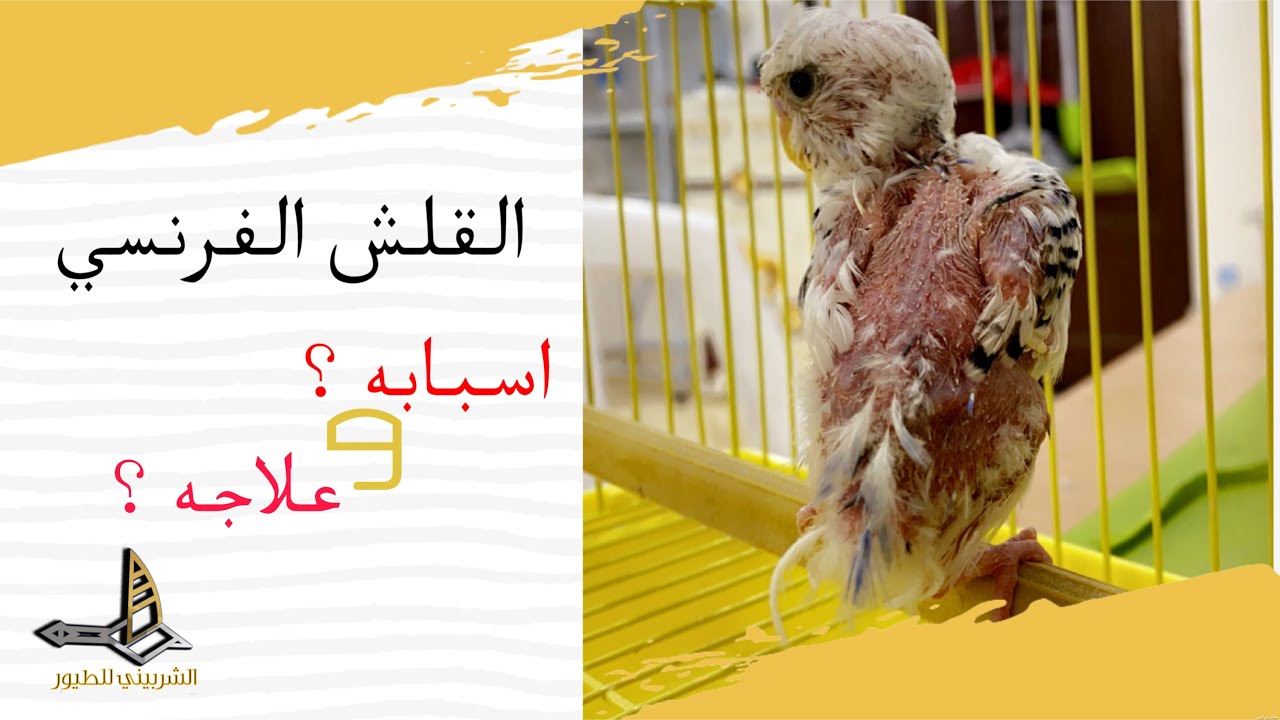 تعرف على القلش الفرنسي الي يصيب فروخ الطيور