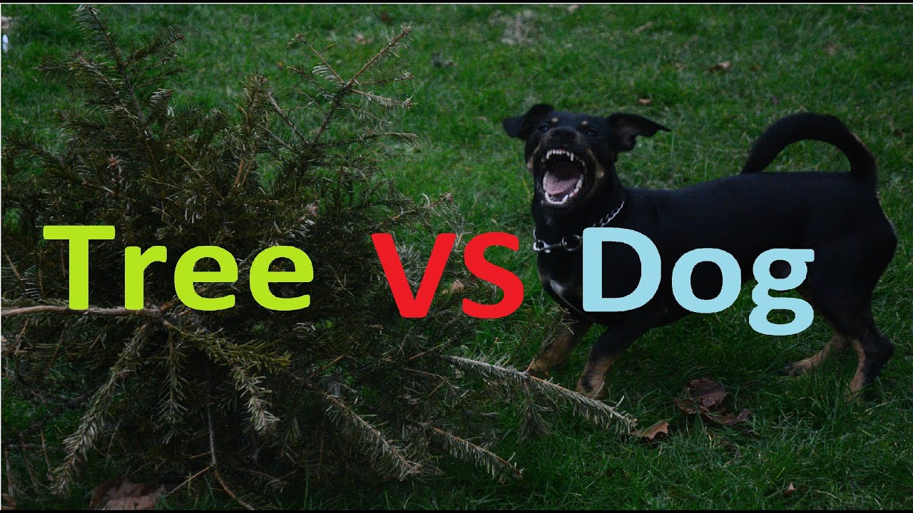 Dog attack christmas tree YouTube