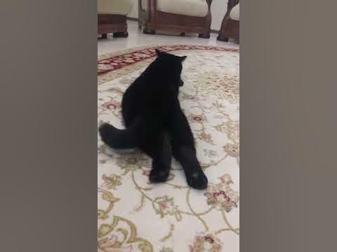 Вертихвостка - YouTube