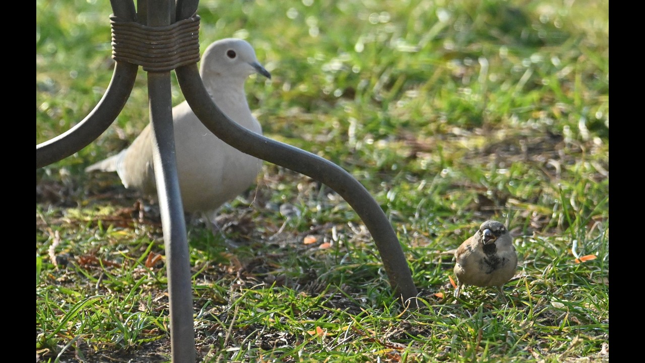 Hrdlička s vrabčákem