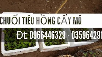 Chuối tiêu hồng cấy mô - Giao hàng toàn quốc