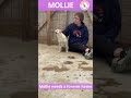 This gentle soul of a dog Mollie was rescued from a kill shelter - can she put her trust in you? xxx
