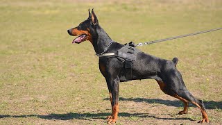 Health Concerns for Older Doberman Pinschers: What to Look Out For