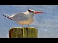 Painting a Seabird in Acrylics! Full tutorial plus tips and tricks!