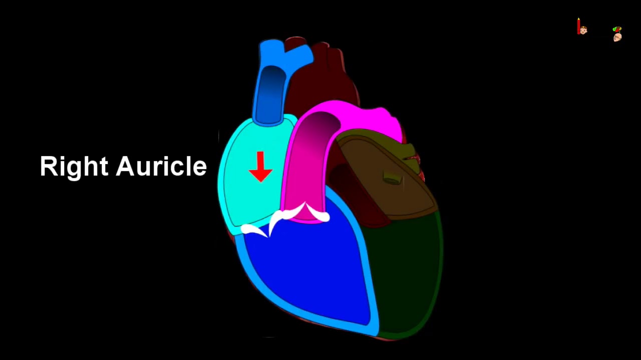 Human Heart Diagram And Function In Hindi - Aflam-Neeeak