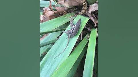 Two Lizards Mating (Part 2)