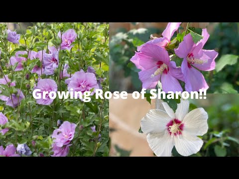 Video: Ar galiu pasodinti Sharon rožių sėklas – sužinokite, kaip pradėti sėklas iš Rose Of Sharon
