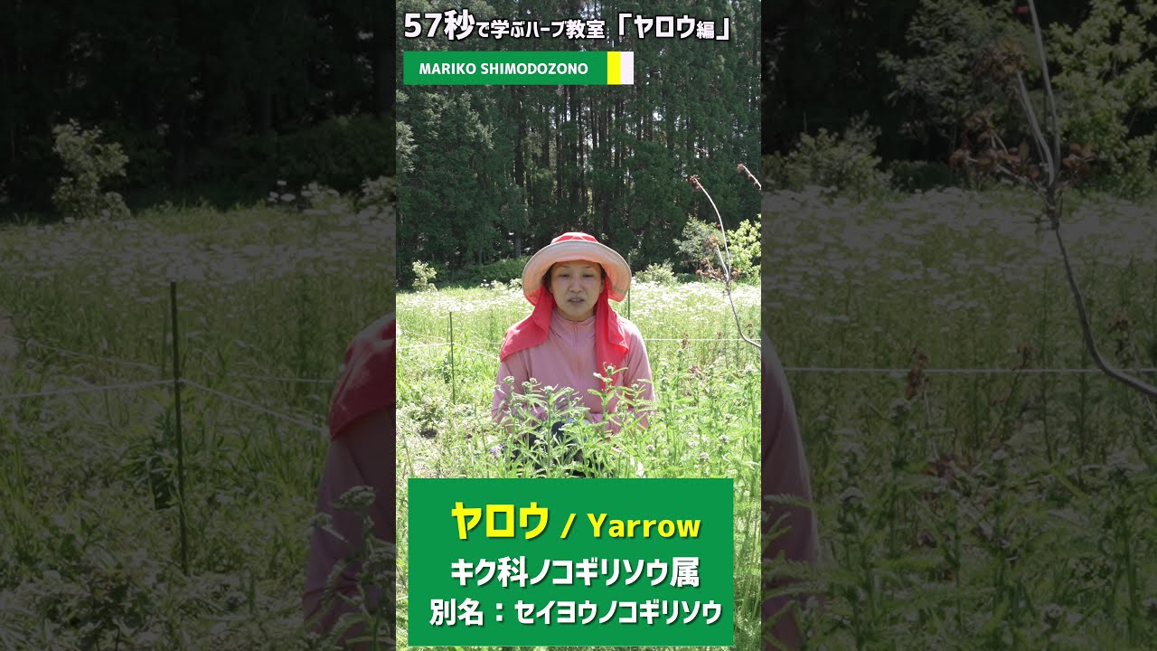 Shorts ヤロウ 57秒で学ぶハーブ教室 ヤロウ セイヨウノコギリソウ Youtube
