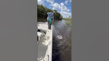 Cast Netting BIG Mullet #mullet #fishing #shorts