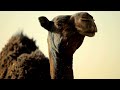 قصيده من الشاعر عبدالمحسن بن ناصر الساعي في الشيخ ناصر بن حمود بن شافي الشافي يرحمه الله برحمته