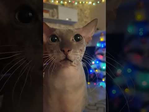 cat video #shorts #newyear #cat