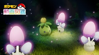 【公式】「ポケモン動画図鑑」No.0928 ミニーブ