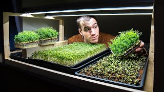 How to grow microgreens at home  From start to finish