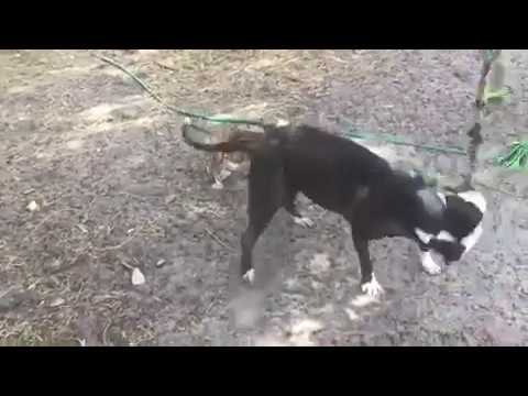 rumble video upload Puppy wants to play with rope so bad